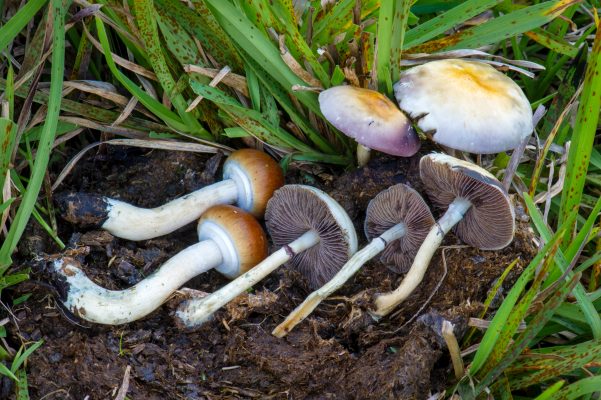 Discovering the B+ Strain Mushrooms