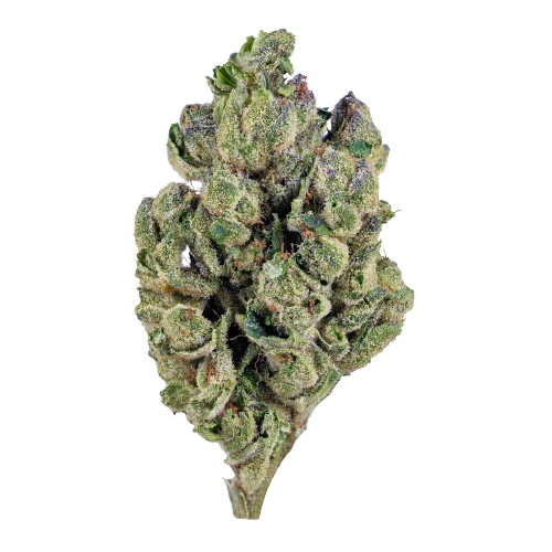 green lantern sativa