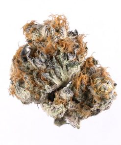 sativa