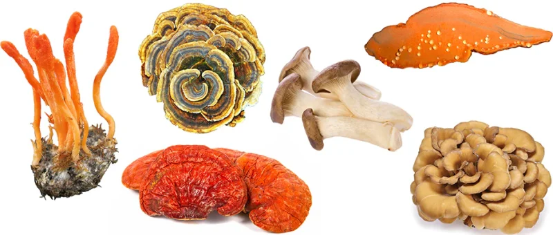 Medicinal Mushrooms vs. Culinary Mushrooms: What’s the Difference?
