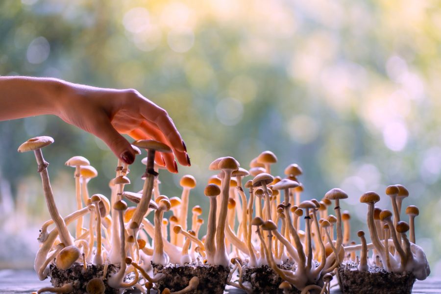 Cannabis has long been associated with relaxation, altered perception, and heightened creativity. But beyond these well-known effects, an interesting question has emerged in scientific and cultural discussions: Can THC, the main psychoactive compound in cannabis, increase empathy and compassion?